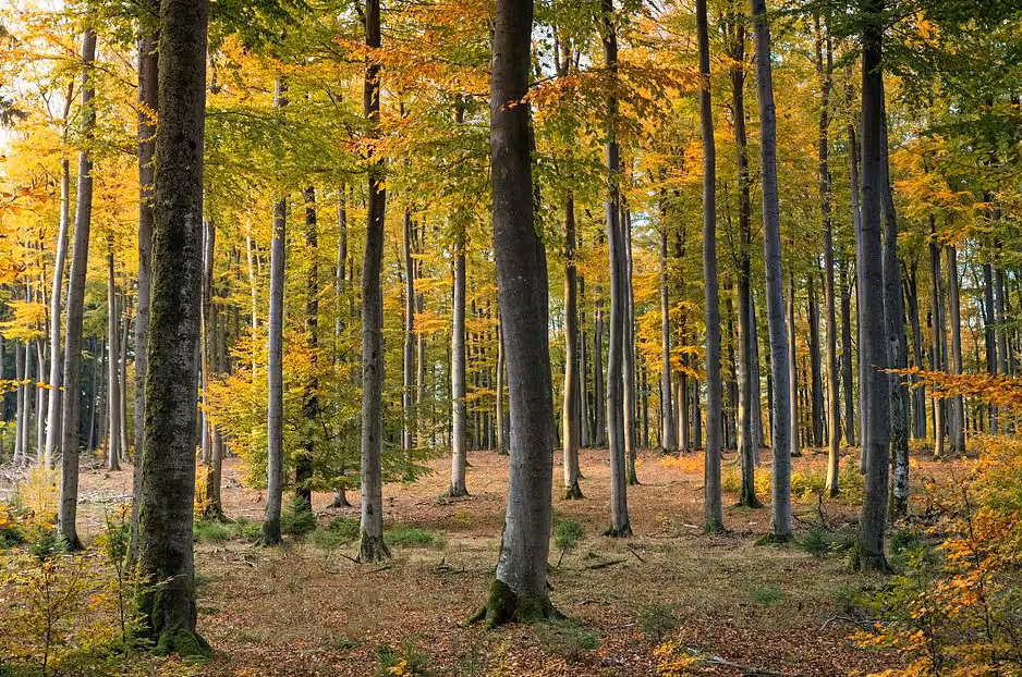 Ліс