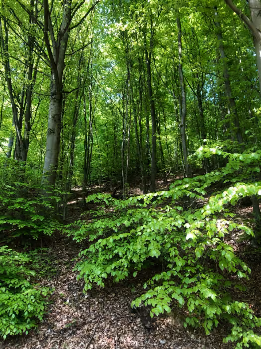 Ліс