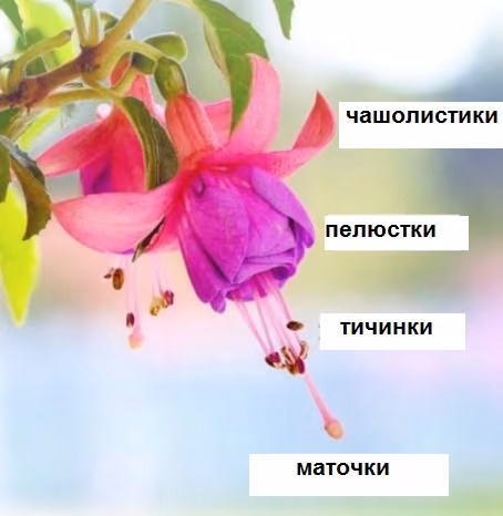 Завдання