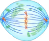 Späte Metaphase