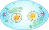 Telophase